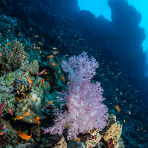 Corail mou lilas au pied d'un tombant, Rocky Island, mer Rouge, Égypte
