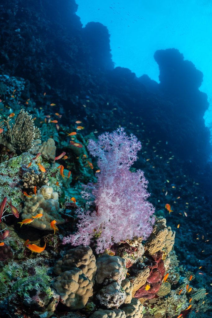 Corail mou lilas au pied d'un tombant, Rocky Island, mer Rouge, Égypte