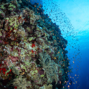 Barbiers rouges en essaim le long d'un tombant, Rocky Island, mer Rouge, Égypte