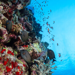 Chirurgiens striés et anthias sur un tombant, Rocky Island, mer Rouge, Égypte