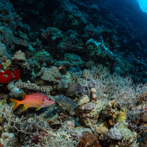 Poisson-écureuil géant sur une pente récifale, Rocky Island, mer Rouge, Égypte