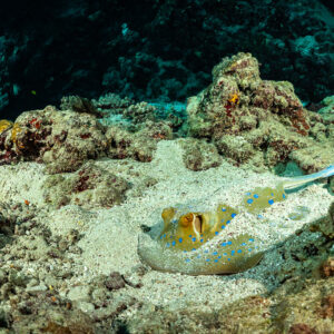 Bluespotted ribbontail ray on a sandy patch, Rocky Island, Red Sea, Egypt