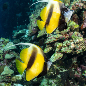 Pair of Red Sea bannerfish along a reef wall, Rocky Island, Red Sea, Egypt
