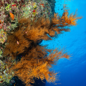 Corail mou orange accroché à un tombant, Rocky Island, mer Rouge, Égypte