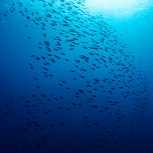 Vast school of lunar fusiliers in open water, Rocky Island, Red Sea, Egypt