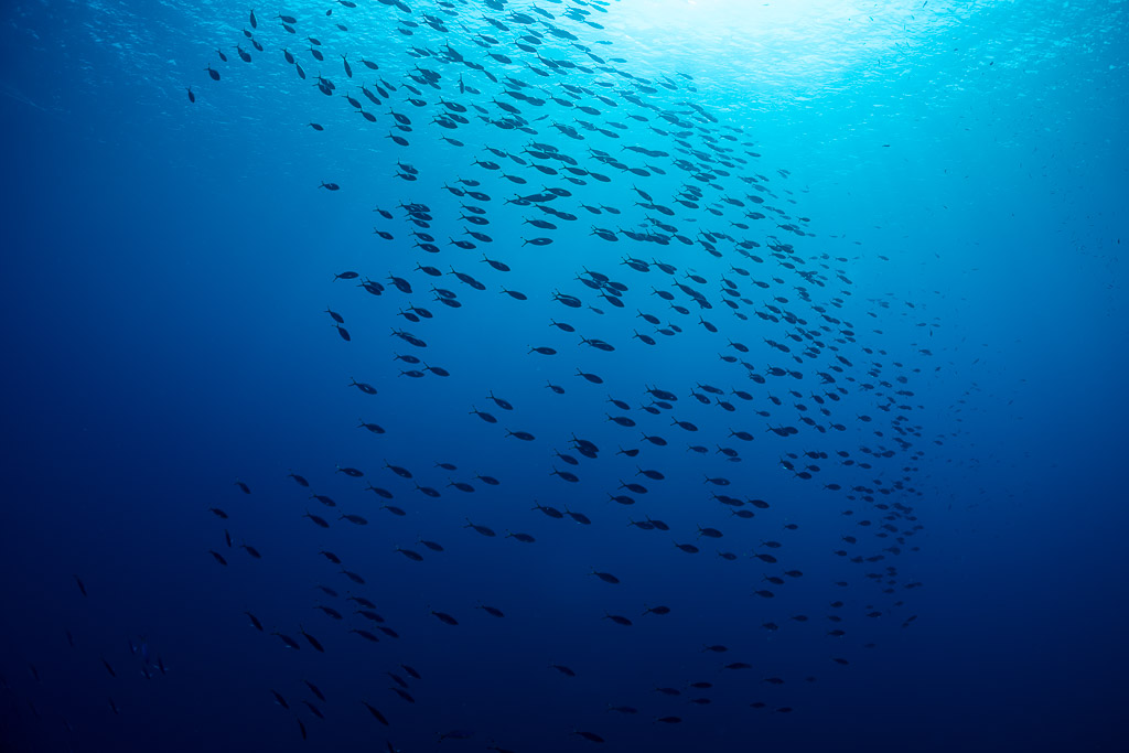 Vast school of lunar fusiliers in open water, Rocky Island, Red Sea, Egypt