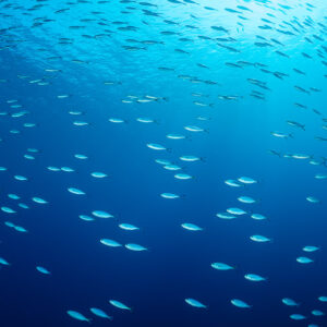Lunar fusiliers streaming beneath the surface, Rocky Island, Red Sea, Egypt