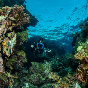 Rebreather diver in a reef canyon near the surface, Zabargad, Red Sea, Egypt