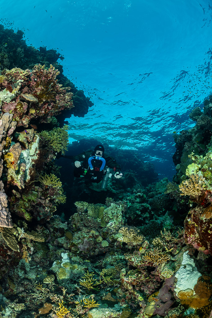 Rebreather diver in a reef canyon near the surface, Zabargad, Red Sea, Egypt