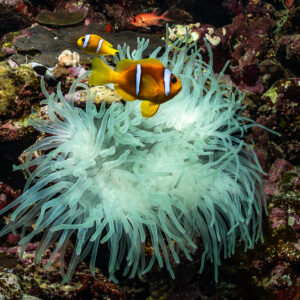 Poissons-clowns de mer Rouge dans une anémone magnifique blanche, Gota Jeny, mer Rouge, Égypte