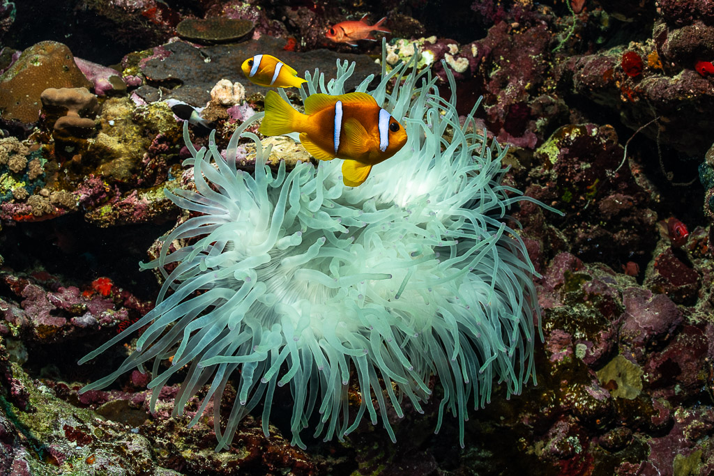 Poissons-clowns de mer Rouge dans une anémone magnifique blanche, Gota Jeny, mer Rouge, Égypte