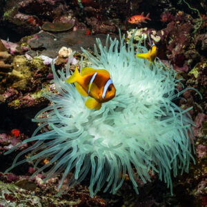 Red Sea anemonefish nestled in the tentacles of a white anemone, Gota Jeny, Red Sea, Egypt