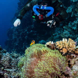 Rebreather diver above an anemone with Red Sea anemonefish, Gota Jeny, Red Sea, Egypt