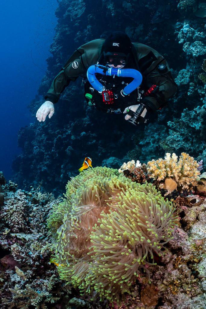 Rebreather diver above an anemone with Red Sea anemonefish, Gota Jeny, Red Sea, Egypt