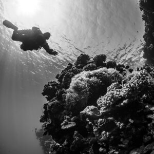 Rebreather diver silhouetted against the sun beside the reef, black and white, Gota Jeny, Red Sea, Egypt