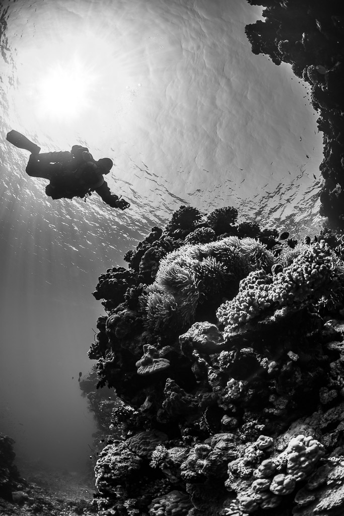 Rebreather diver silhouetted against the sun beside the reef, black and white, Gota Jeny, Red Sea, Egypt