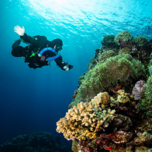 Rebreather diver ascending beside a coral pinnacle towards the sun, Gota Jeny, Red Sea, Egypt