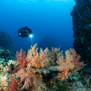 Rebreather diver over a garden of orange soft corals, Abu Kebrita, Red Sea, Egypt