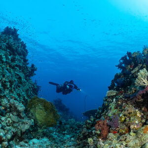 Rebreather diver swimming between two coral pinnacles, Abu Kebrita, Red Sea, Egypt