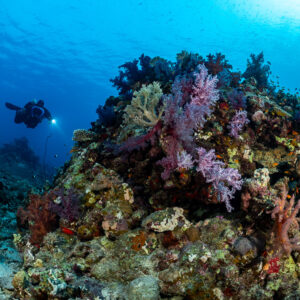 Rebreather diver beside a pinnacle covered in purple soft corals, Abu Kebrita, Red Sea, Egypt