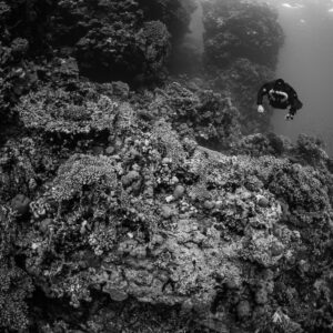 Rebreather diver over a massive coral formation, black and white, Abu Kebrita, Red Sea, Egypt