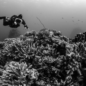 Rebreather diver over branching corals, black and white, Abu Kebrita, Red Sea, Egypt
