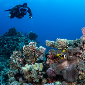 Rebreather diver above an anemone with Red Sea anemonefish and soft corals, Abu Kebrita, Red Sea, Egypt