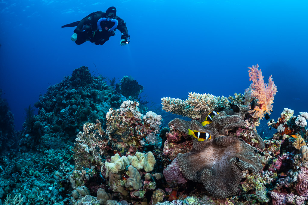 Rebreather diver above an anemone with Red Sea anemonefish and soft corals, Abu Kebrita, Red Sea, Egypt