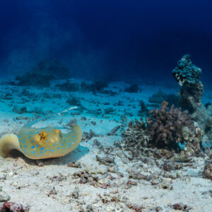 Bluespotted ribbontail ray on white sand near coral heads, Gota Abu Hadida North, Red Sea, Egypt