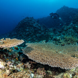 Rebreather diver above table corals, Gota Abu Hadida North, Red Sea, Egypt