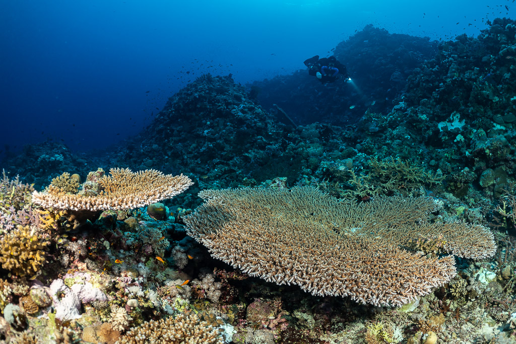 Rebreather diver above table corals, Gota Abu Hadida North, Red Sea, Egypt