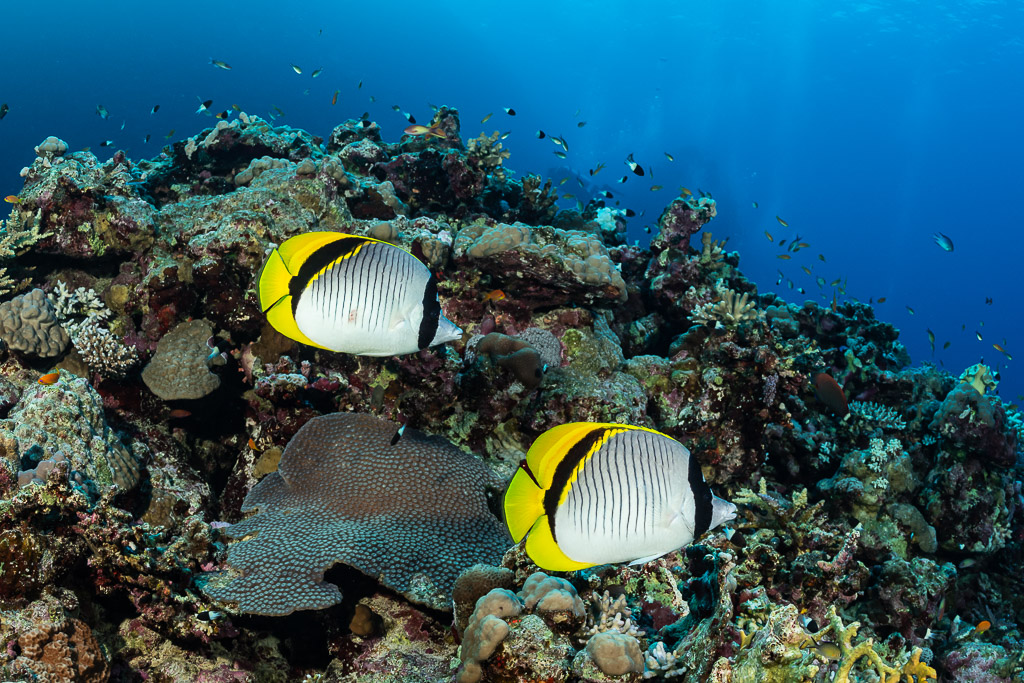 Pair of lined butterflyfish over the reef, Gota Abu Hadida North, Red Sea, Egypt