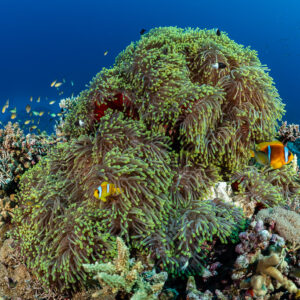 Poissons-clowns de mer Rouge dans une grande anémone sur un pinacle, Gota Abu Hadida Nord, mer Rouge, Égypte