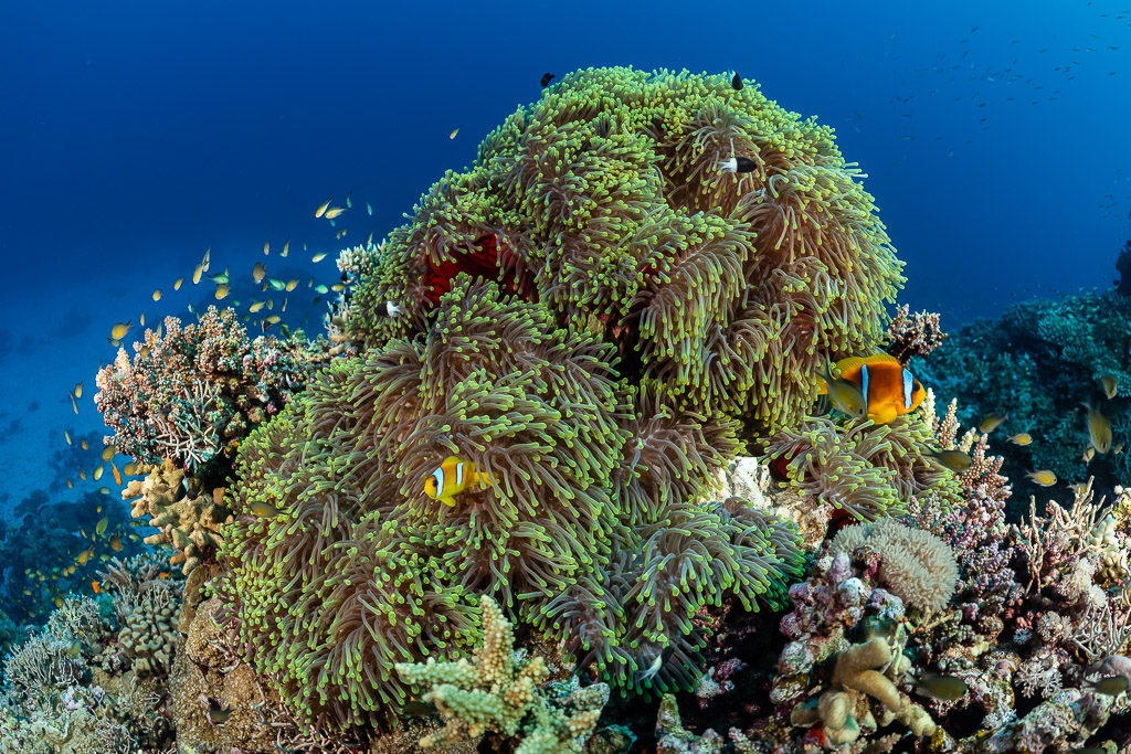 Poissons-clowns de mer Rouge dans une grande anémone sur un pinacle, Gota Abu Hadida Nord, mer Rouge, Égypte
