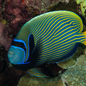 Emperor angelfish in front of the reef, Fasma Abu Hadida, Red Sea, Egypt