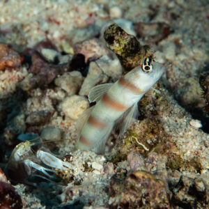 Broad-banded shrimpgoby guarding its burrow with its partner shrimp, Fasma Abu Hadida, Red Sea, Egypt