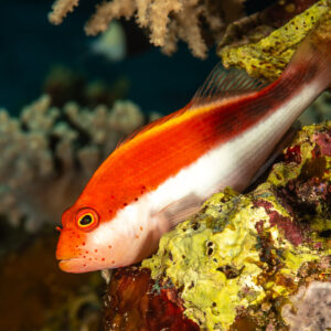 Poisson-faucon de Forster en livrée rouge posé sur le récif, Fasma Abu Hadida, mer Rouge, Égypte
