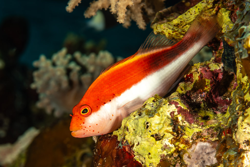 Poisson-faucon de Forster en livrée rouge posé sur le récif, Fasma Abu Hadida, mer Rouge, Égypte