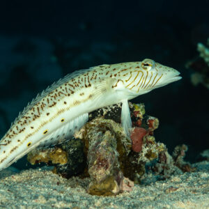 Speckled sandperch propped on its fins on a rock, Fasma Abu Hadida, Red Sea, Egypt