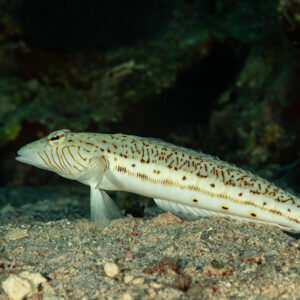 Speckled sandperch resting on the sand, Fasma Abu Hadida, Red Sea, Egypt
