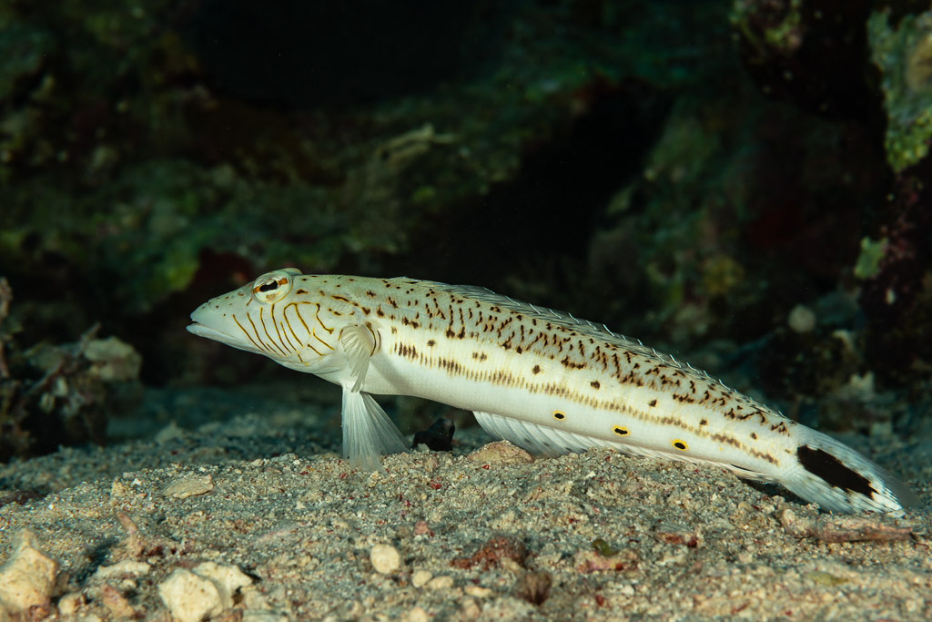 Speckled sandperch resting on the sand, Fasma Abu Hadida, Red Sea, Egypt