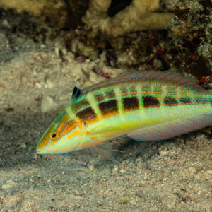 Wrasse with green and yellow bands on the sand, Fasma Abu Hadida, Red Sea, Egypt