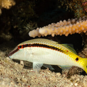 Rouget de mer Rouge sous un corail branchu, Fasma Abu Hadida, mer Rouge, Égypte