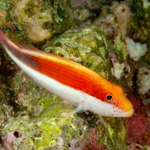 Poisson-faucon de Forster en livrée rouge au repos sur le récif, Fasma Abu Hadida, mer Rouge, Égypte