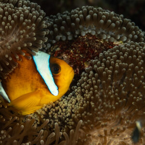 Red Sea anemonefish close-up among anemone tentacles, Fasma Abu Hadida, Red Sea, Egypt
