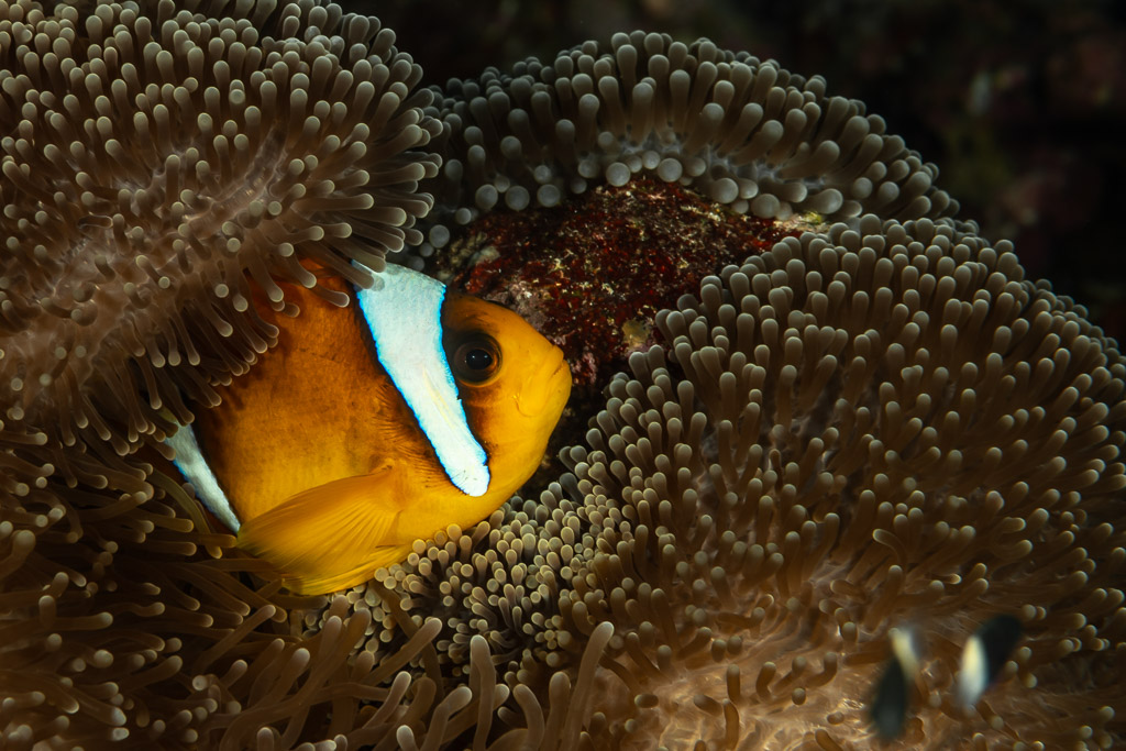 Red Sea anemonefish close-up among anemone tentacles, Fasma Abu Hadida, Red Sea, Egypt