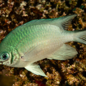 Damselfish over coral rubble, Fasma Abu Hadida, Red Sea, Egypt