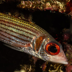 Sammara squirrelfish in a reef crevice, Fasma Abu Hadida, Red Sea, Egypt
