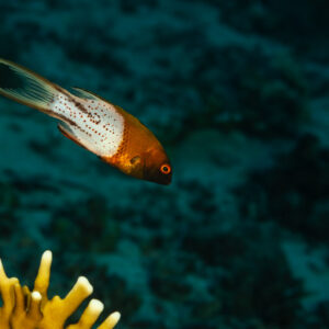 Lyretail hogfish swimming over the reef, Fasma Abu Hadida, Red Sea, Egypt