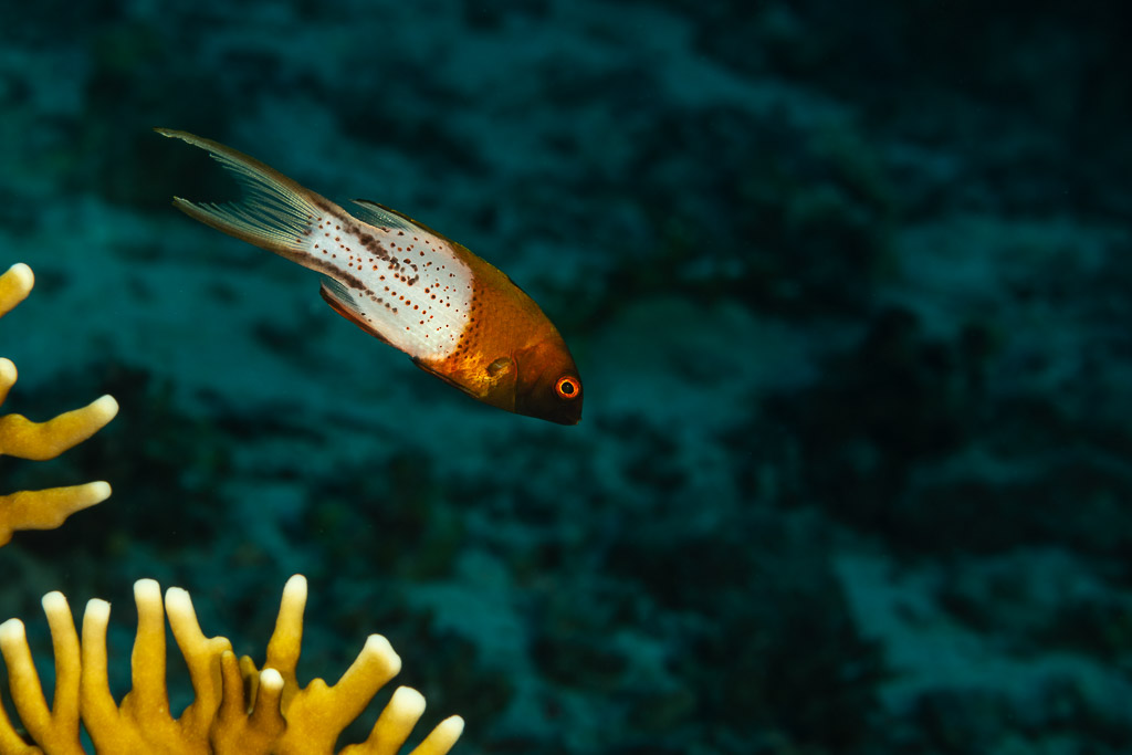 Lyretail hogfish swimming over the reef, Fasma Abu Hadida, Red Sea, Egypt